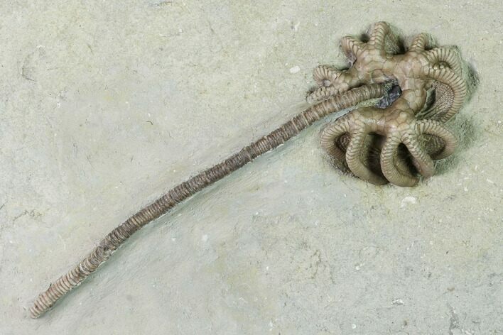 Fossil Crinoid (Agaricocrinus) - Crawfordsville, Indiana #150436